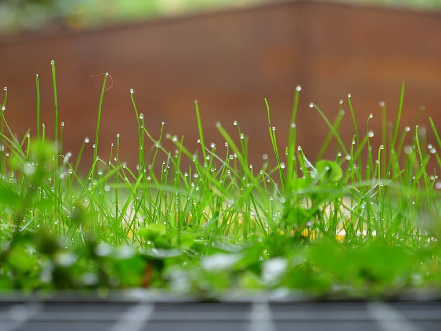 Des gouttes de rosée au bout des brins d'herbe, au matin : la rosée dont parle le proverbe.