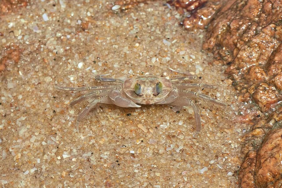 Un crabe aux yeux sur pédoncules, immobile sur le sable d'un rivage à Winneba, au Ghana : le crabe dont parle le proverbe.