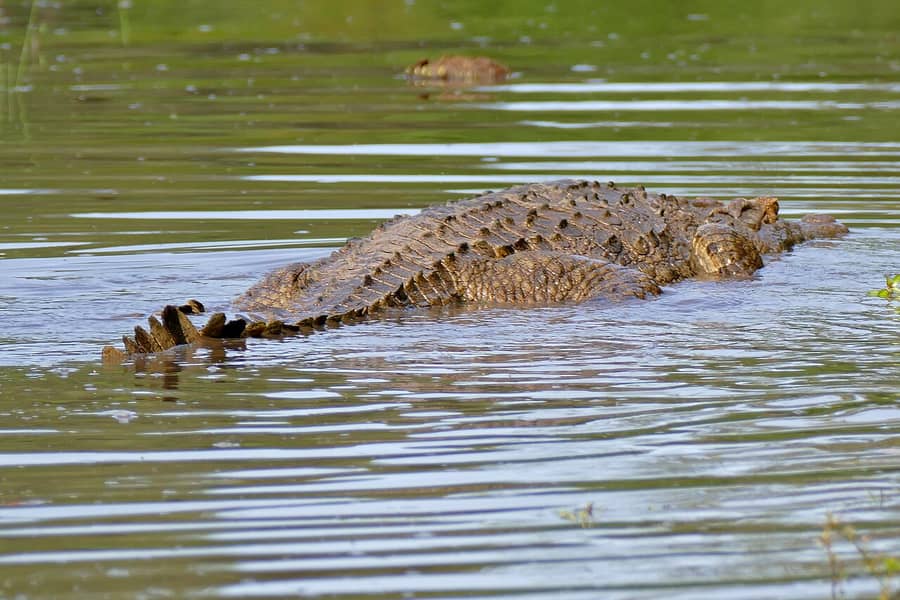 Un crocodile du Nil qui regagne l'eau, dans le parc Kruger, en Afrique du Sud : l'animal dont parle le proverbe.