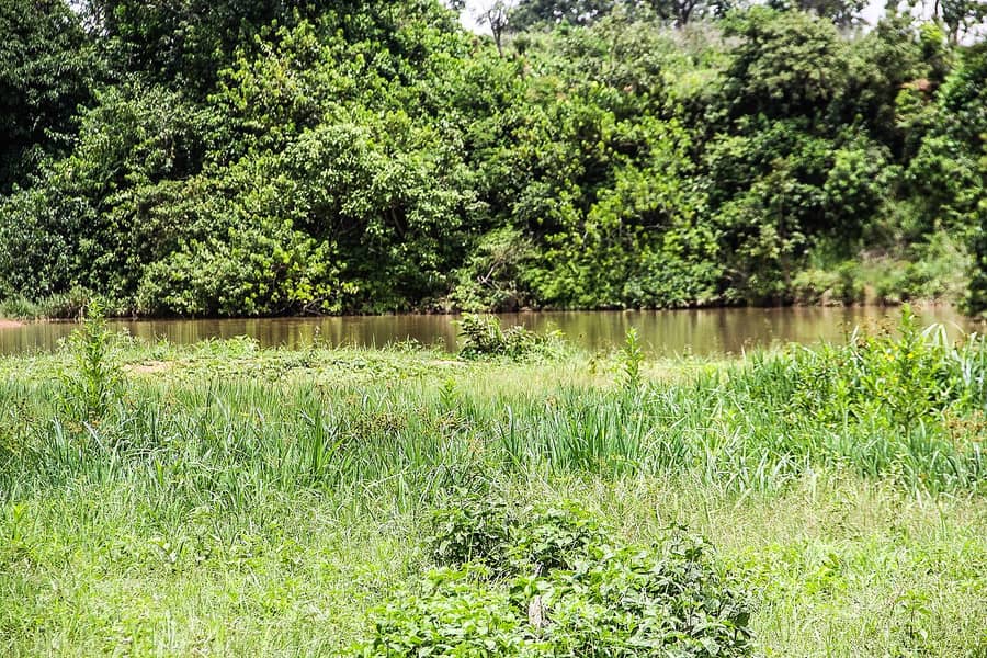 Un ruisseau gonflé en pleine saison des pluies, bordé d'herbe et de forêt, à Godogodo, au Nigeria : ce dont parle le proverbe.