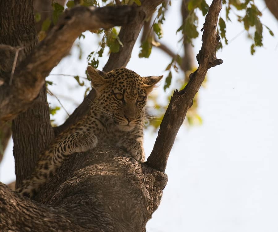Un petit léopard installé dans un arbre, au Botswana : le petit dont parle le proverbe.