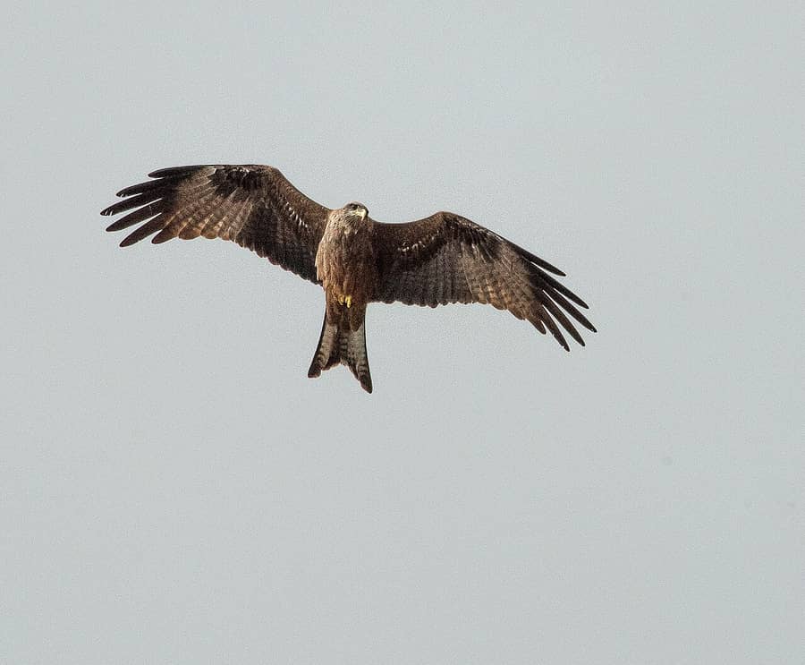 Un milan noir qui plane, ailes ouvertes, dans un ciel pâle au Ghana : l'oiseau dont parle le proverbe.