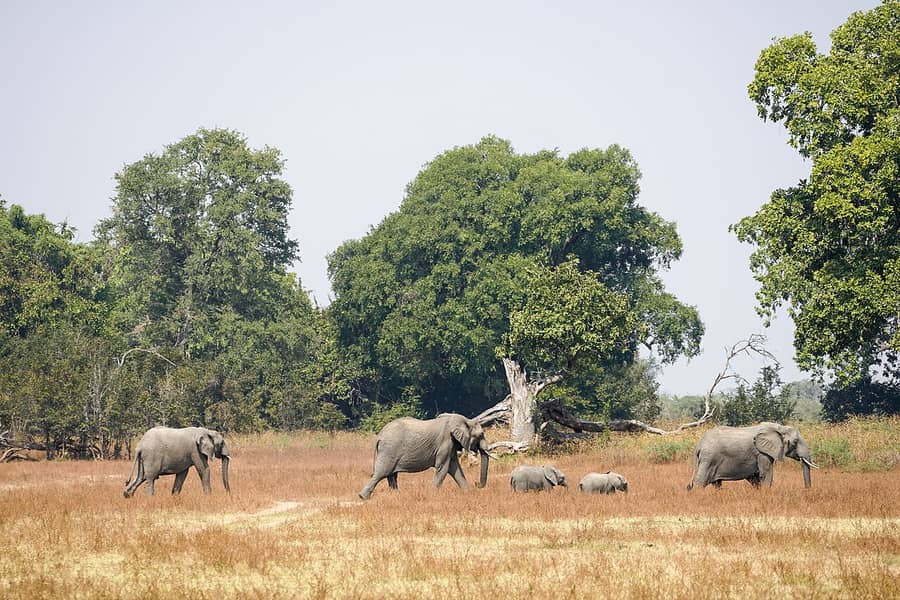 Un troupeau d'éléphants de savane traverse une clairière herbeuse, dans la vallée de la Luangwa, en Zambie : l'animal dont parle le proverbe.